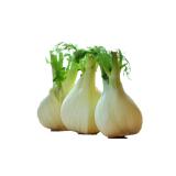 Fenchel regio - demeter -