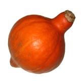 Kürbis " Hokkaido "