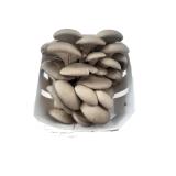 Pilze Austernpilze regio