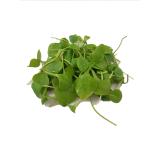 Postelein ,  Portulak  regio