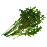 Rucola 125 g in der Tüte