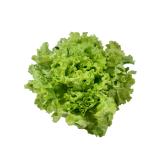 Salat Batavia grün/rot