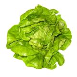 Salat " Kopfsalat" regio