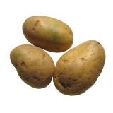 Kartoffeln '' Bolero ''  vfk regio