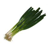 Zwiebel Jungzwiebel im Bund