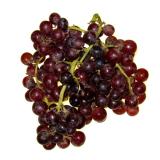 Trauben rot " Pink Muscat" kernlos