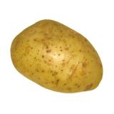 Kartoffeln " Ditta " festkochend