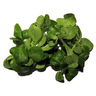 Salat Feldsalat regio