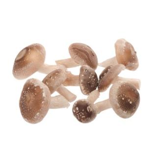 Pilze Shiitake (Heilpilz)