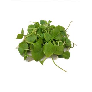 Postelein ,  Portulak  regio