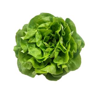 Salat Kopfsalat/ Eichblatt-
