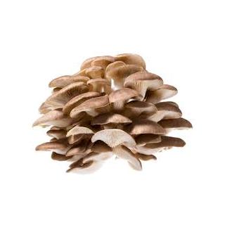 Pilze Kastanienseitlinge