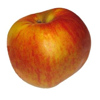 Apfel  " Santana" (für Allergiker)