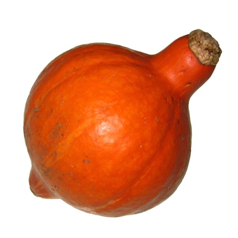 Kürbis " Hokkaido "