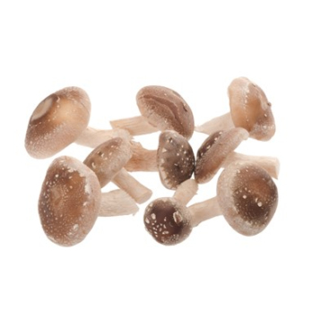 Pilze Shiitake (Heilpilz)