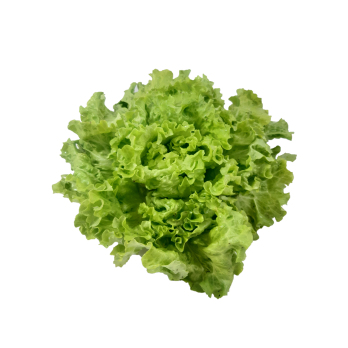 Salat Batavia grün/rot