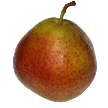 Birnen  " Novembra " regio