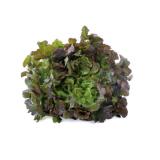 Salat  Batavia regio