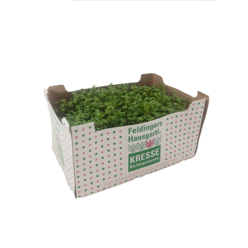 Kresse in der Schale  regio