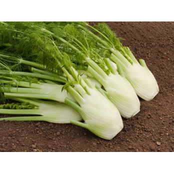 Saatgut Knollenfenchel Fino